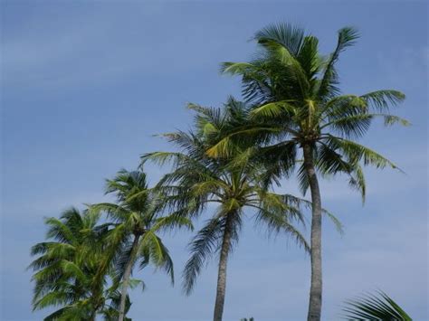 Free Images Beach Tree Branch Leaf Flower Jungle Botany Flora