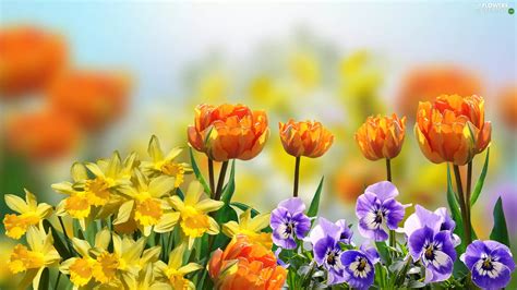 Flowers, pansies, Daffodils, Tulips - Flowers wallpapers: 1920x1080