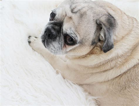 Ohhh Lulu Handmade Lingerie Sewing Patterns