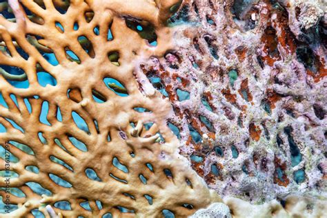 Dying coral reef Stock Photo | Adobe Stock