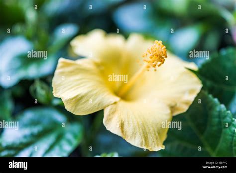 Macro Closeup Of Yellow Hibiscus Flower With Bokeh Stock Photo Alamy