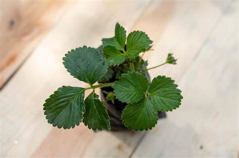 Premium Photo | Small strawberry plant with copy space