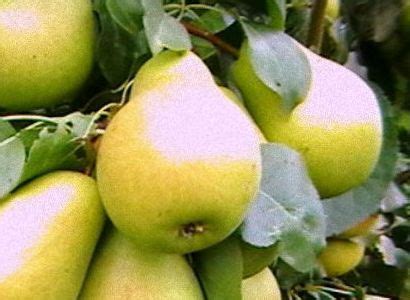 Груша Сказочная: описание сорта с фото и видео, отзывы Посадка и уход ...