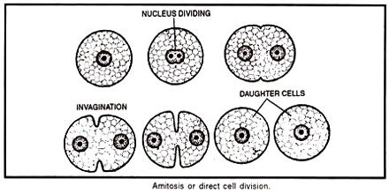 Procedure of Amitosis in Cell Division - QS Study