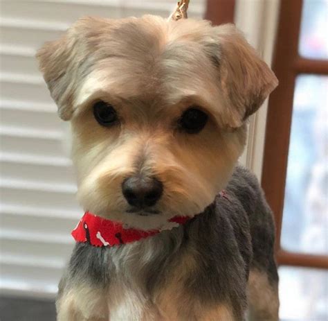 20 best morkie haircuts for dog lovers – Artofit