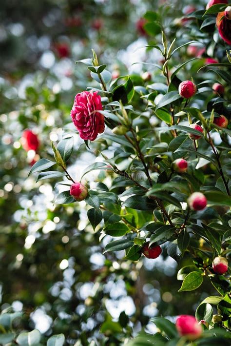 Green Bush with Flowers, Pink Roses Bloomed, Fragrant Flowers on a Tree Stock Image - Image of ...