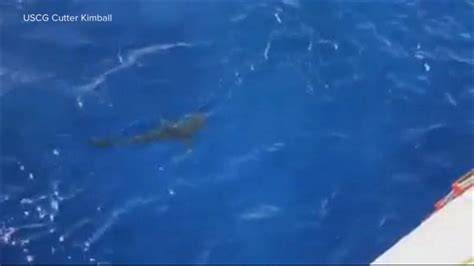 Coast Guard Scares Away Shark From Swimmers Good Morning America