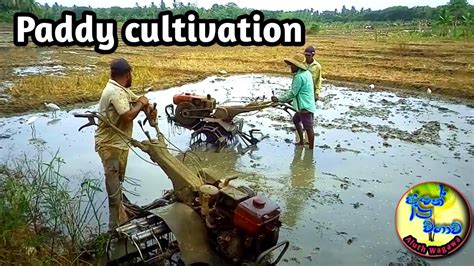 Preparation Of Land For Paddy Cultivation Paddy