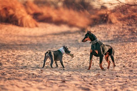 Pitbull and Doberman Photograph by Peter Lakomy - Fine Art America