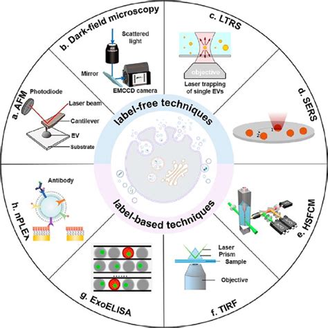 (PDF) Extracellular Vesicles: Techniques and Biomedical Applications ... 