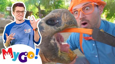 Blippi Feeds Animals At Phoenix Zoo Blippi Sign Language Videos For