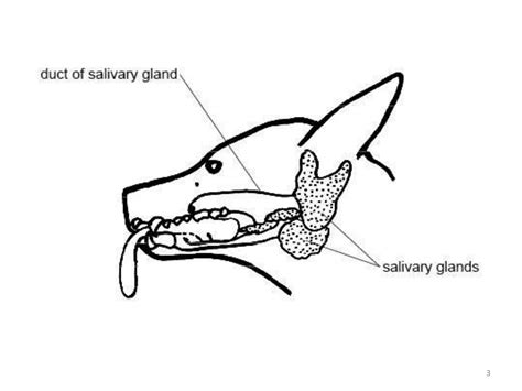 Types of insect mouthparts | PPT