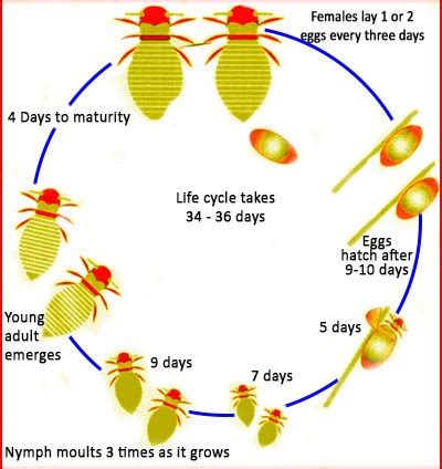 Honey bee diagram - it takes 34-36 days for completing the life cycle ...