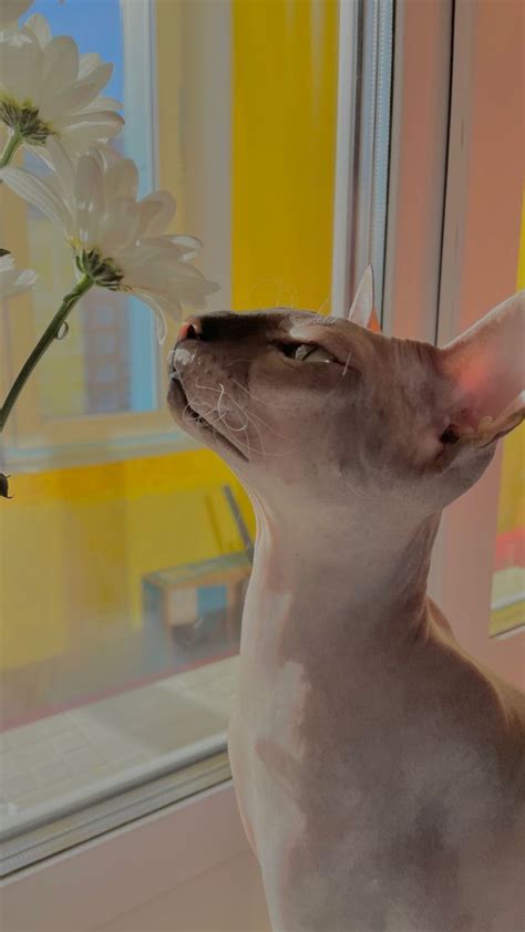 a sphydrah looking up at a white flower in front of a window