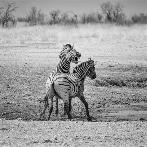 Zebra fighting stock photo. Image of national, wildlife - 18616324