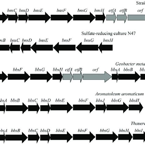 Proposed Pathways For Naphthalene And 2 Methylnaphthalene Degradation