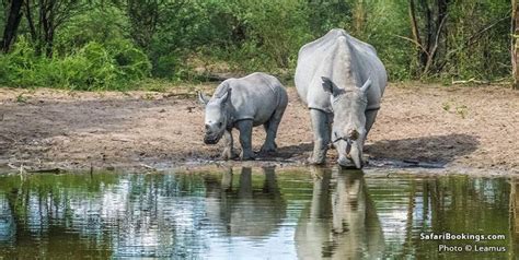 Top Best Places To See Rhinos On Safari In Africa