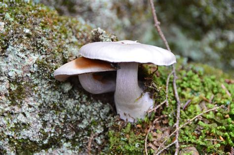 Mushrooms Toadstools Fungi Free Photo On Pixabay Pixabay