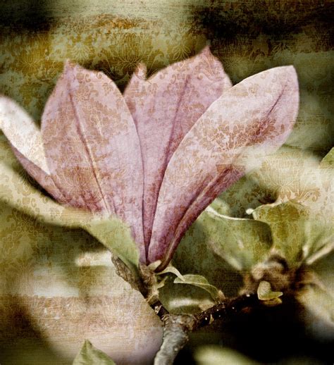 Vintage Magnolia Mixed Media By Frank Tschakert Fine Art America