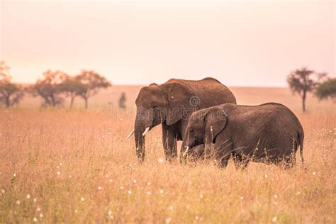 Manada Del Elefante Africano En La Sabana De Serengeti En La Puesta Del