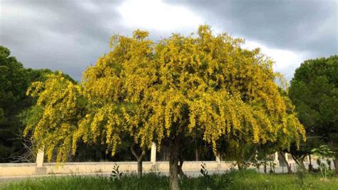 How To Plant Grow And Care For Mimosa Tree Full Guide 2023