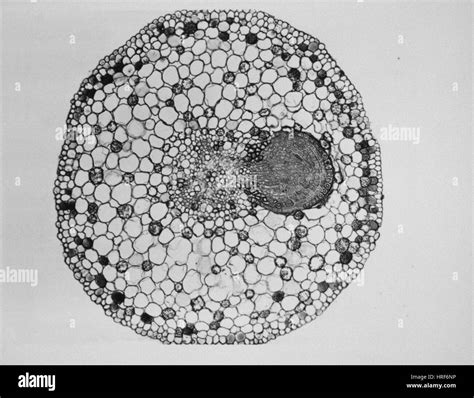 Parenchyma Root Hi Res Stock Photography And Images Alamy