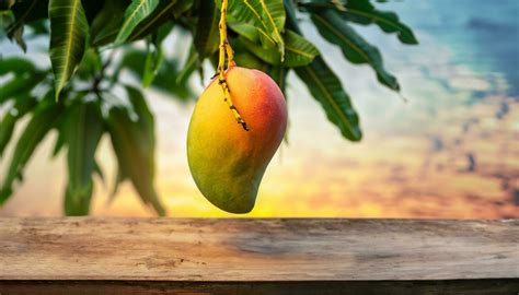 Mango Tree Logo Stock Photos Images And Backgrounds For Free Download