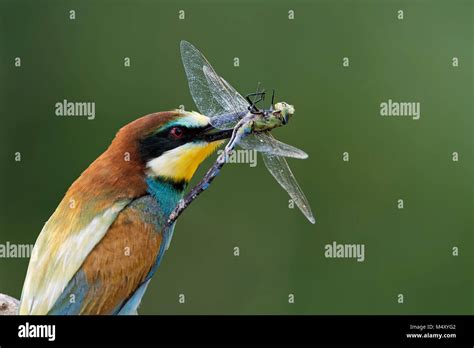 Flying Blue Hawker Hi Res Stock Photography And Images Alamy