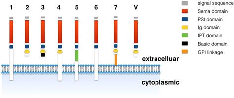 Frontiers The Role Of Semaphorin 3A In Bone Remodeling