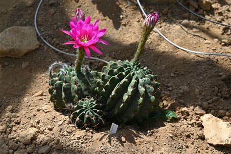 La Cactuseraie De Creismeas Le Jardinoblog