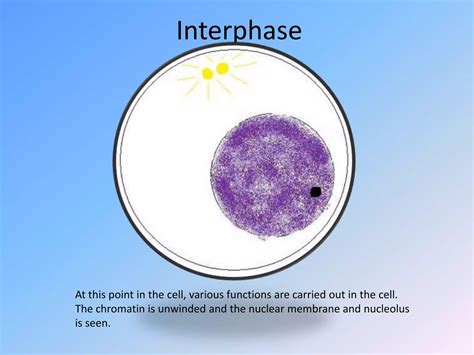 Mitosis Flip Book Answers 3