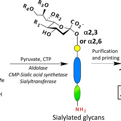 Pdf A Sialylated Glycan Microarray Reveals Novel Interactions Of Modified Sialic Acids With