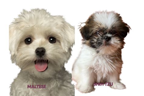 Cute Maltese Shih Tzu Mix Puppies Breed Guide