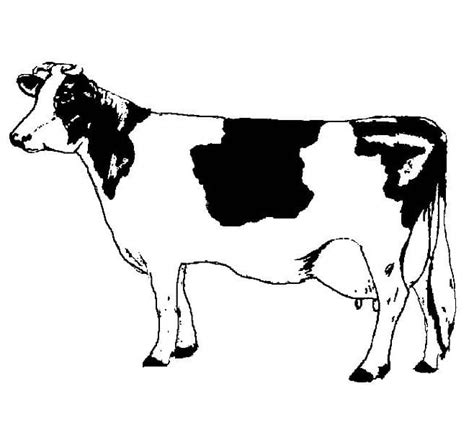 Coloriage Vache Imprimer Sur Coloriageenfant