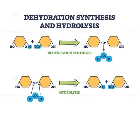 Dehydration synthesis and hydrolysis chemical process stages outline ...