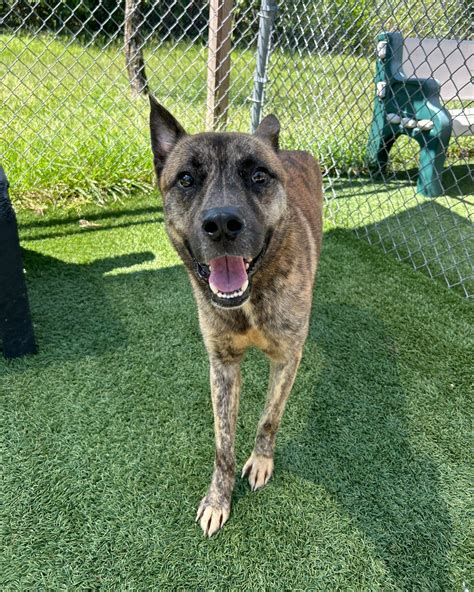 Pets of Columbia Animal Services | Columbia SC
