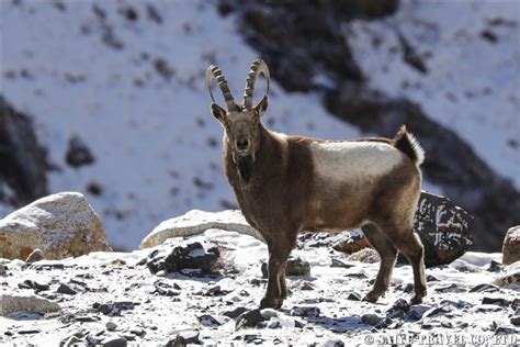 Himalayan Ibex – Khunjerab National Park – Re:Discover Pakistan