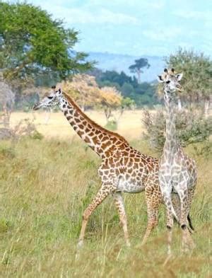 Giraffe habitat - About Giraffes - Online Biology Dictionary