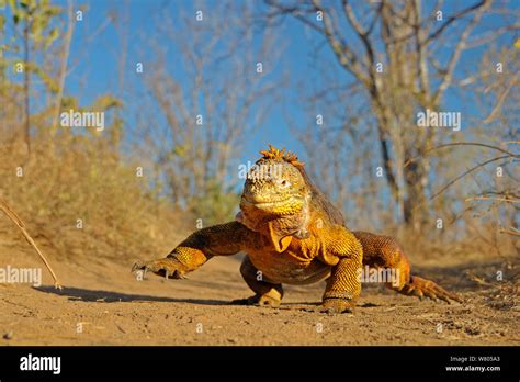 Galapagos Land Iguana Conolophus Subcristatus Walking Cerro Dragon