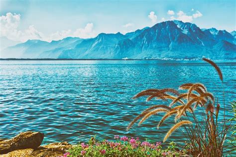 Flowers Blooming In Promenade Of Geneva Lake In Montreux Summer Stock