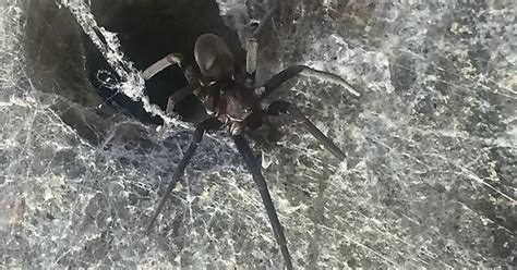 Southern House Spider Kukulcania Hibernalis Imgur