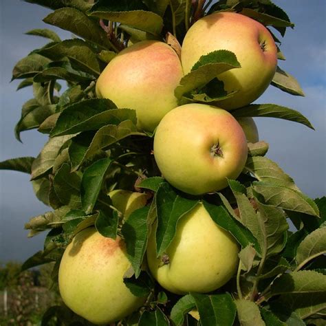 Apple Trees In Spring