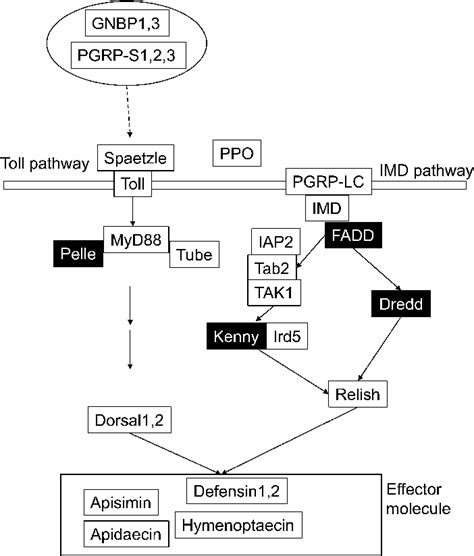 Imd And Toll Pathway Related Genes In The Genomes Of A Mellifera Download Scientific Diagram