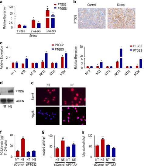 Adrenergic Signaling Increases Levels Of Ptgs And Ptges A Mice