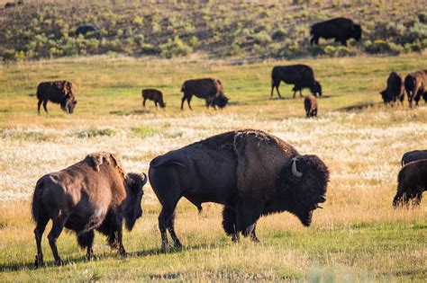 Guide to Watching Wildlife in Yellowstone By Month