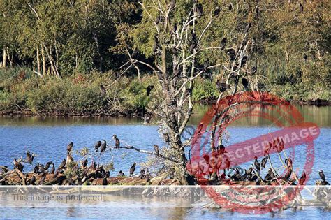 Vogelbeobachtung Plauer See V Gel Beobachten In Mecklenburg Vorpommern