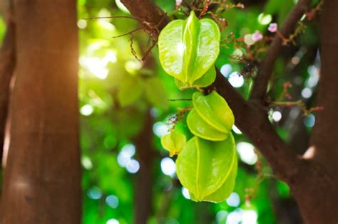 Premium Photo | Fresh green carambola on tree