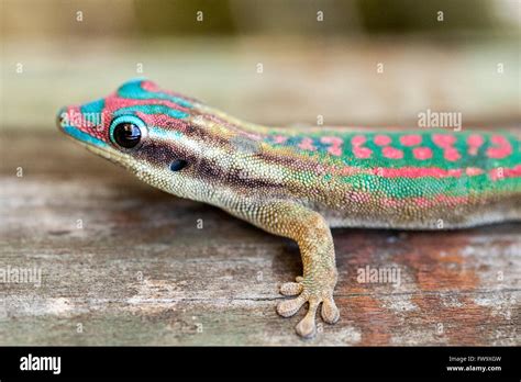 Ornate Day Gecko Phelsuma Ornata On The Islet Of Ile Aux Aigrettes In