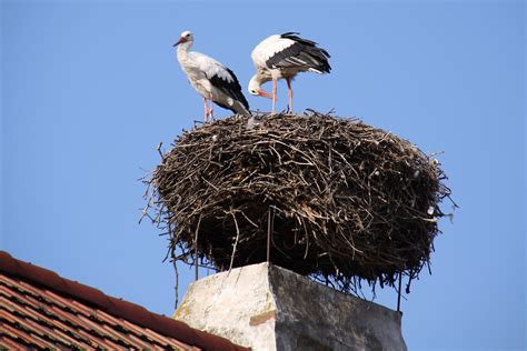 The Stork Ornithology