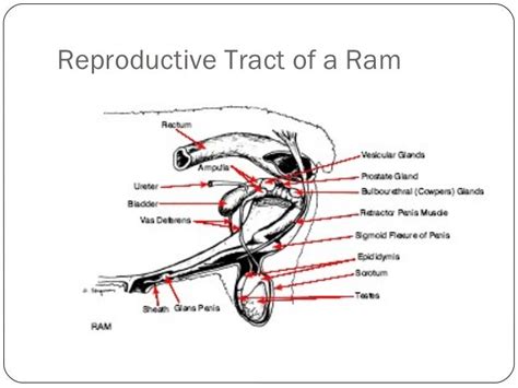 Animal Reproductive Tracts